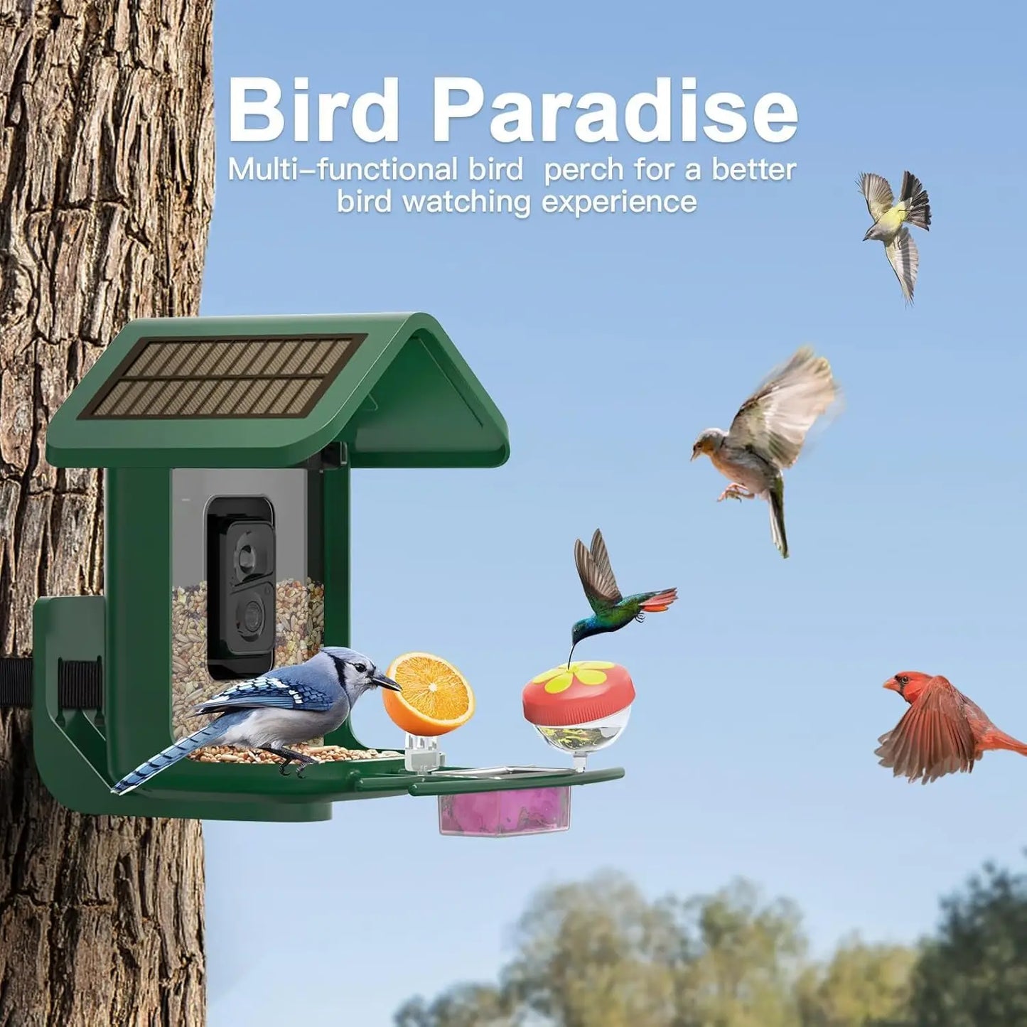 Solar Powered Bird Feeder with 2K Camera: AI Identify, Auto Capture Videos & Pictures, WiFi for Backyard Bird Watching
